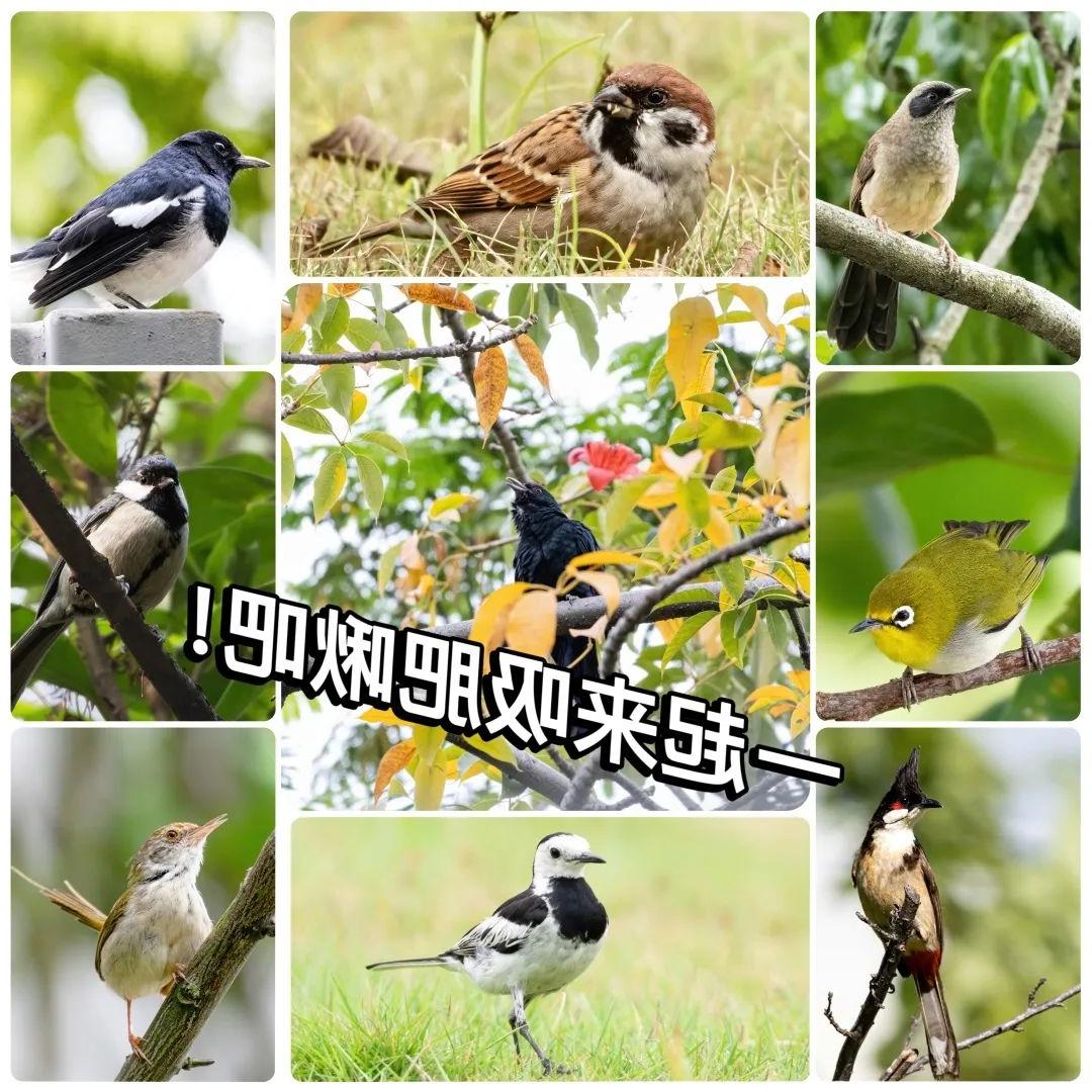 Enter the bird world of Liyuan